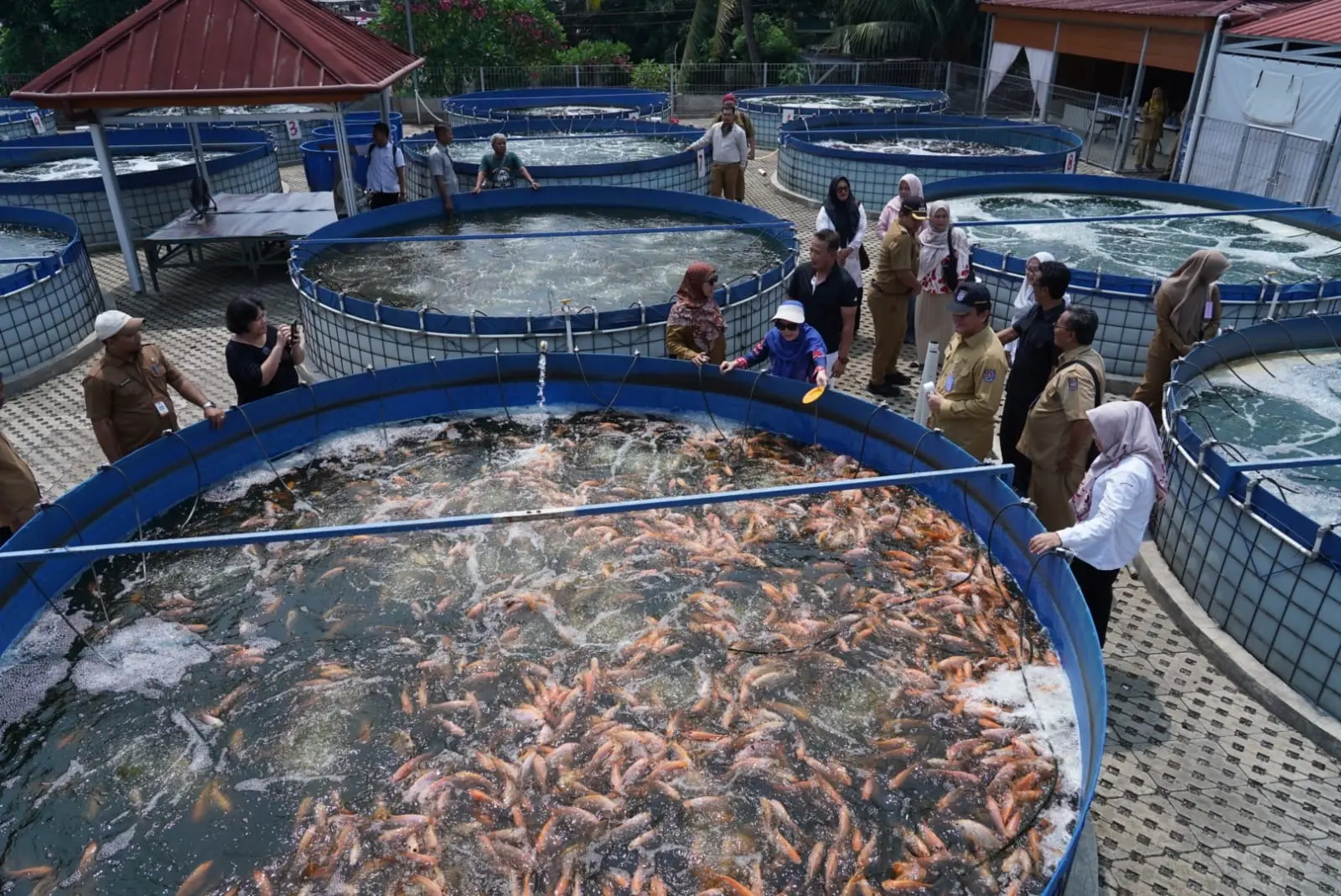 Suasana kolam budidaya ikan hias milik Balai Riset Budidaya Ikan Hias (BRBIH) KKP di wilayah Pancoran Mas. (Dokumentasi: Humas Depok)