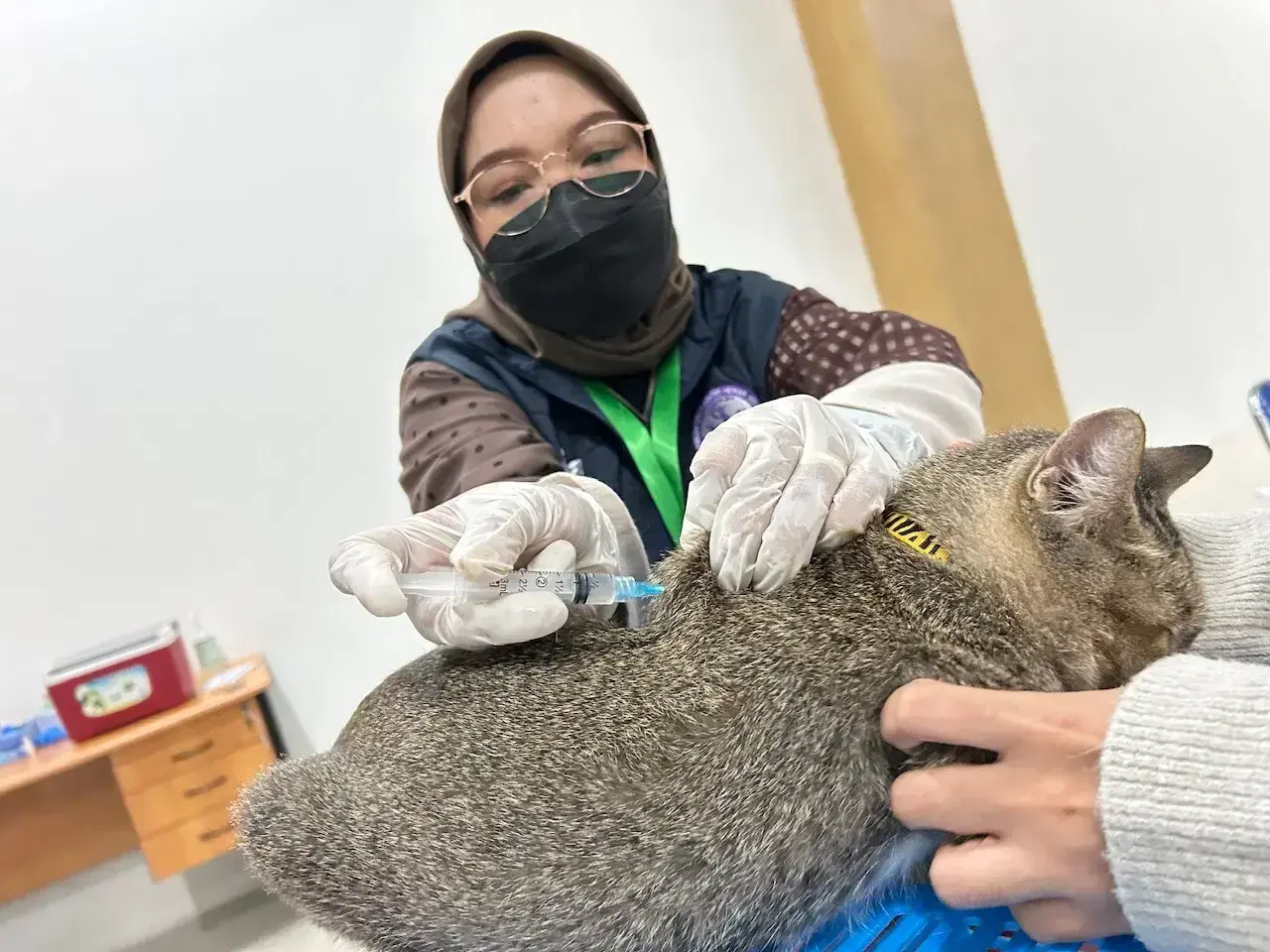 Sejumlah hewan peliharaan di Balai Kota Depok menjalani pemeriksaan kesehatan dan menerima suntikan vaksin rabies dari dokter hewan PDHI Cabang Jabar VII pada Jumat (09/10/26) siang. (Foto: Dokumentasi DKP3 Depok).