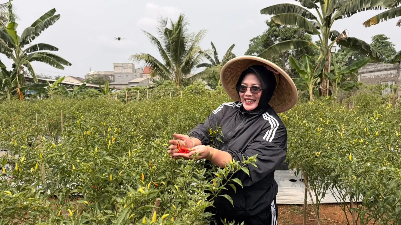 Kehadiran Ketua Aisyiyah Kecamatan Beji, Inawati Neih, mewarnai kegiatan panen ke-7 yang digelar Poktan Rawageni Farm pada Minggu (25/10/26). (Foto: Diskominfo)